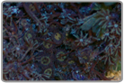 Blue Xenia Rock